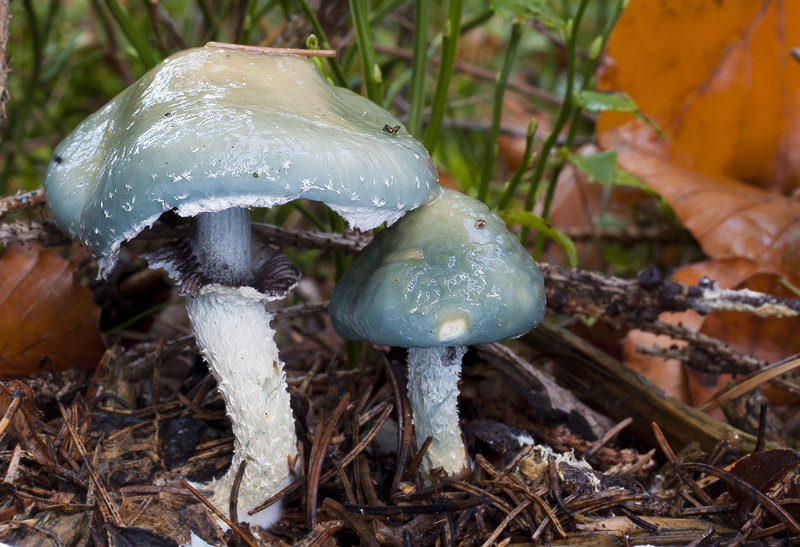 Stropharia aeruginosa